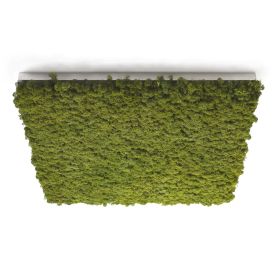 Canopy Mos panel