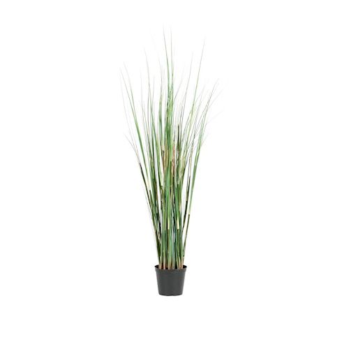 Naturtro plante i førsteklasses kvalitet