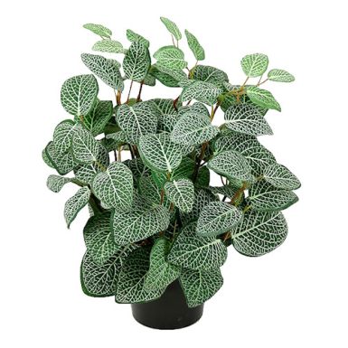 Fittonia kunstig plante
