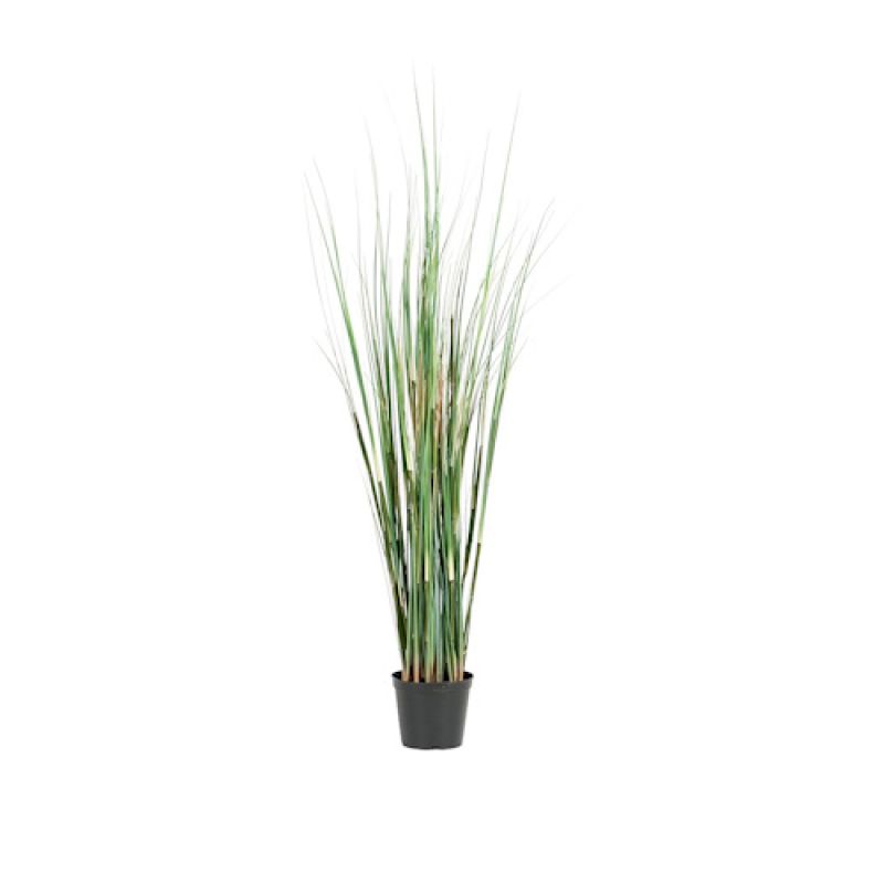 Naturtro plante i førsteklasses kvalitet