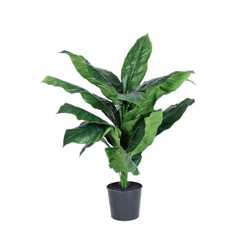 Naturtro plante i førsteklasses kvalitet