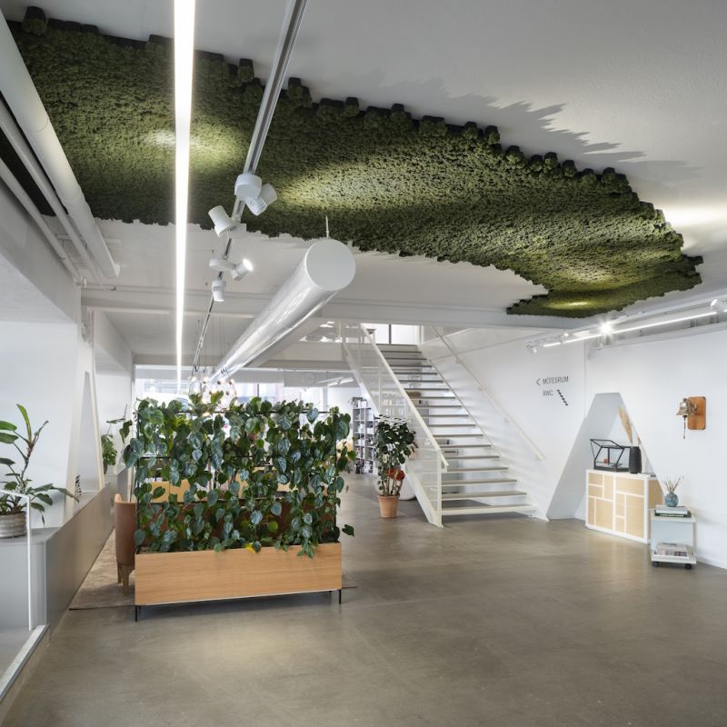 Mos på loft i mønster